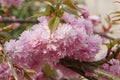 Kiku-shidare-zakura, Prunus serrulata Royalty Free Stock Photo