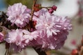 Kiku-shidare-zakura, Prunus serrulata Royalty Free Stock Photo