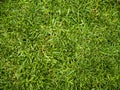 Kikuyu grass makes an excellent, resilient back lawn. Royalty Free Stock Photo