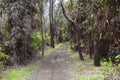 Kilauea Iki lush jungle trail in Volcanoes National Park, Big Island, Hawaii. Royalty Free Stock Photo