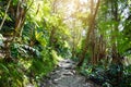 Kilauea Iki trail in Volcanoes National Park in Big Island of Hawaii.