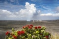 Kilauea volcano, Ohia tree in flower. Halemaumau crater. Big Island Hawaii