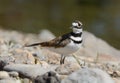 Killdeer bird on lake shore Royalty Free Stock Photo