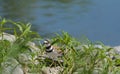 Killdeer bird on springitime lake shore Royalty Free Stock Photo