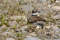 Killdeer bird sitting on bird nest on lake shore Royalty Free Stock Photo