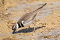 A kildeer getting micro organisms from mammoth springs Yellowstone National Park Royalty Free Stock Photo