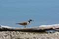 Killdeer plover bird by lake Royalty Free Stock Photo