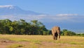 Kilimanjaro and Elephant, a view from Amboseli national park , kenya Royalty Free Stock Photo