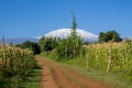 Kilimanjaro mountain above corn field