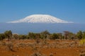 Kilimanjaro mountain above dry bush