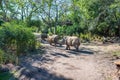 Kilimanjaro Safaris at Animal Kingdom at Walt Disney World