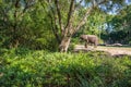 Kilimanjaro Safaris at Animal Kingdom at Walt Disney World