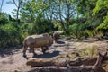 Kilimanjaro Safaris at Animal Kingdom at Walt Disney World