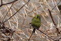 Kilimanjaro White-eye Zosterops eurycricotus Wildlife photo