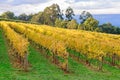 Killara Estate vineyard - Seville Royalty Free Stock Photo