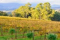 Killara Estate vineyard - Seville Royalty Free Stock Photo