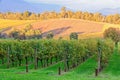 Killara Estate vineyard - Seville Royalty Free Stock Photo