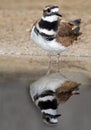 Killdeer Royalty Free Stock Photo