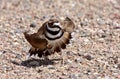 Killdeer Royalty Free Stock Photo