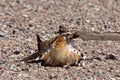 Killdeer Royalty Free Stock Photo