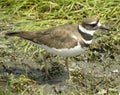 Killdeer 2 Royalty Free Stock Photo