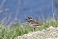 Killdeer Royalty Free Stock Photo