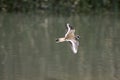 Killdeer Royalty Free Stock Photo