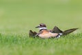 Killdeer Act Royalty Free Stock Photo