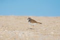 Killdeer on Beach