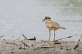 Killdeer on beach