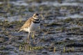 killdeer bird baby Royalty Free Stock Photo