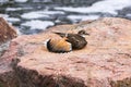 Killdeer bird displaying beautiful feathers while on a boulder by a stream Royalty Free Stock Photo
