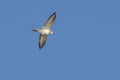 Killdeer Plover Bird in Flight Royalty Free Stock Photo
