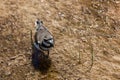 Killdeer Bird in Geothermal Water at Yellowstone