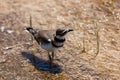 Killdeer Bird in Geothermal Water at Yellowstone