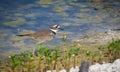 Killdeer bird on ground Royalty Free Stock Photo
