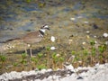 Killdeer bird on ground Royalty Free Stock Photo