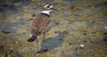 Killdeer bird on ground Royalty Free Stock Photo