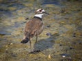Killdeer bird on ground Royalty Free Stock Photo