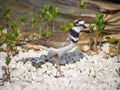Killdeer bird on ground Royalty Free Stock Photo