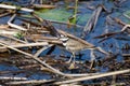 Killdeer Bird, Savannah National Wildlife Refuge Royalty Free Stock Photo