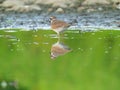 Killdeer Bird In Shallow Pond With Reflection In Water