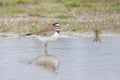 Killdeer bird Royalty Free Stock Photo