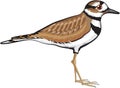 Killdeer bird vector illustration simplified drawing design file Royalty Free Stock Photo