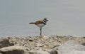 Killdeer bird wading in lake Royalty Free Stock Photo