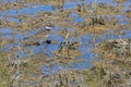 Killdeer Bird in Swamps