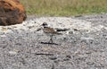 The Killdeer bird walking near a lake. Royalty Free Stock Photo