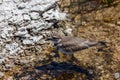 Killdeer Bird in Geothermal Water at Yellowstone