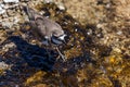 Killdeer Bird in Geothermal Water at Yellowstone