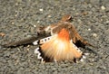 Killdeer Broken Wing Dance Royalty Free Stock Photo